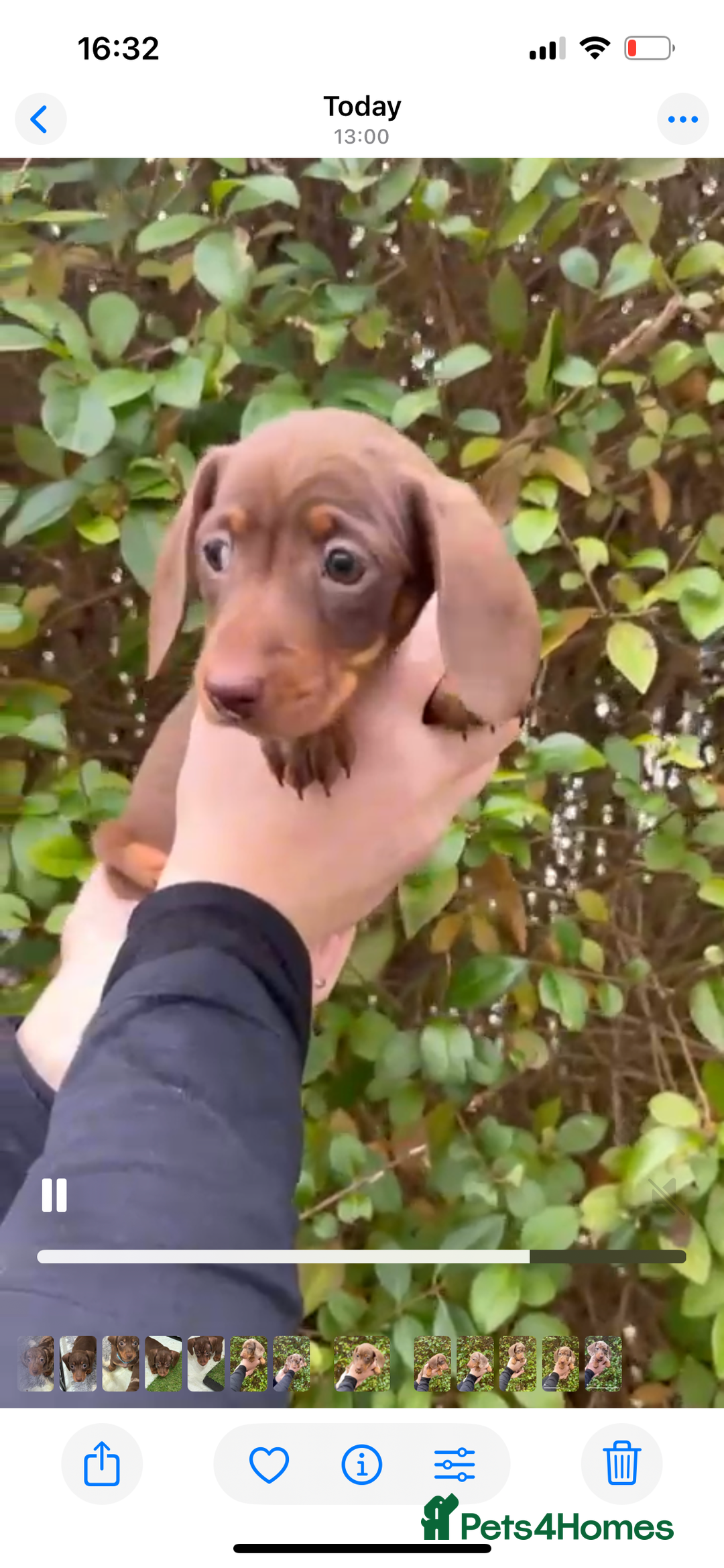 Miniature Dachshund dogs for sale: Isabella Dapple & chocolate & tan-dachshunds,  - Advert 20