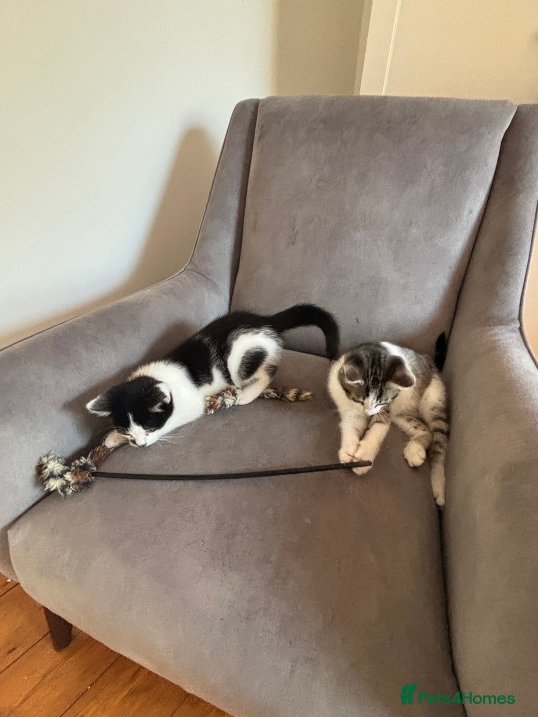 Mixed Breed cats for sale: Kitten MaineCoon cross 10 weeks 1 boy left 🥰🥰🥰 - Image 6