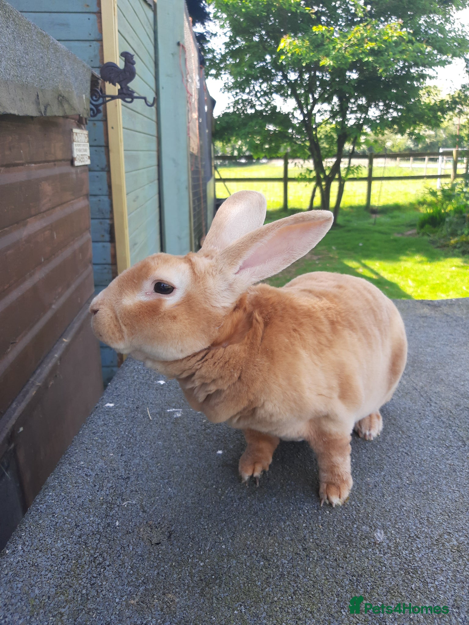 Rex rabbits Breeding trio orange rex - Advert 9