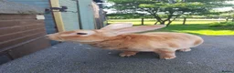 Rex rabbits for sale: Breeding trio orange rex - Advert 1
