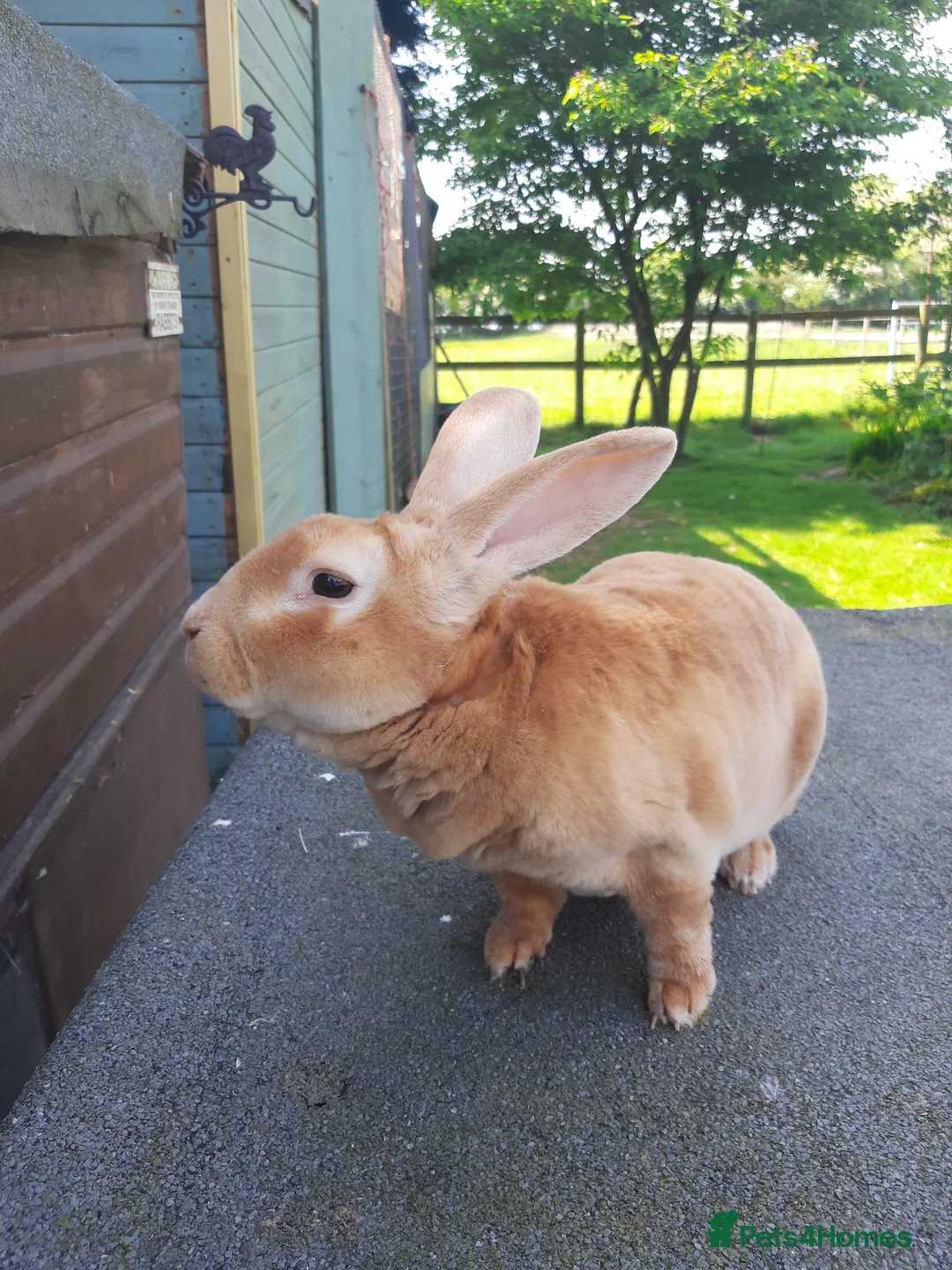 Rex rabbits for sale: Breeding trio orange rex - Advert 1