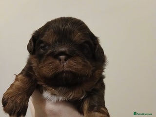 Shih Tzu dogs - Advert 36