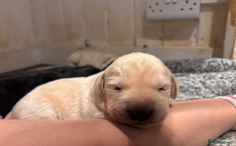 Labrador Retriever dogs - Advert 12