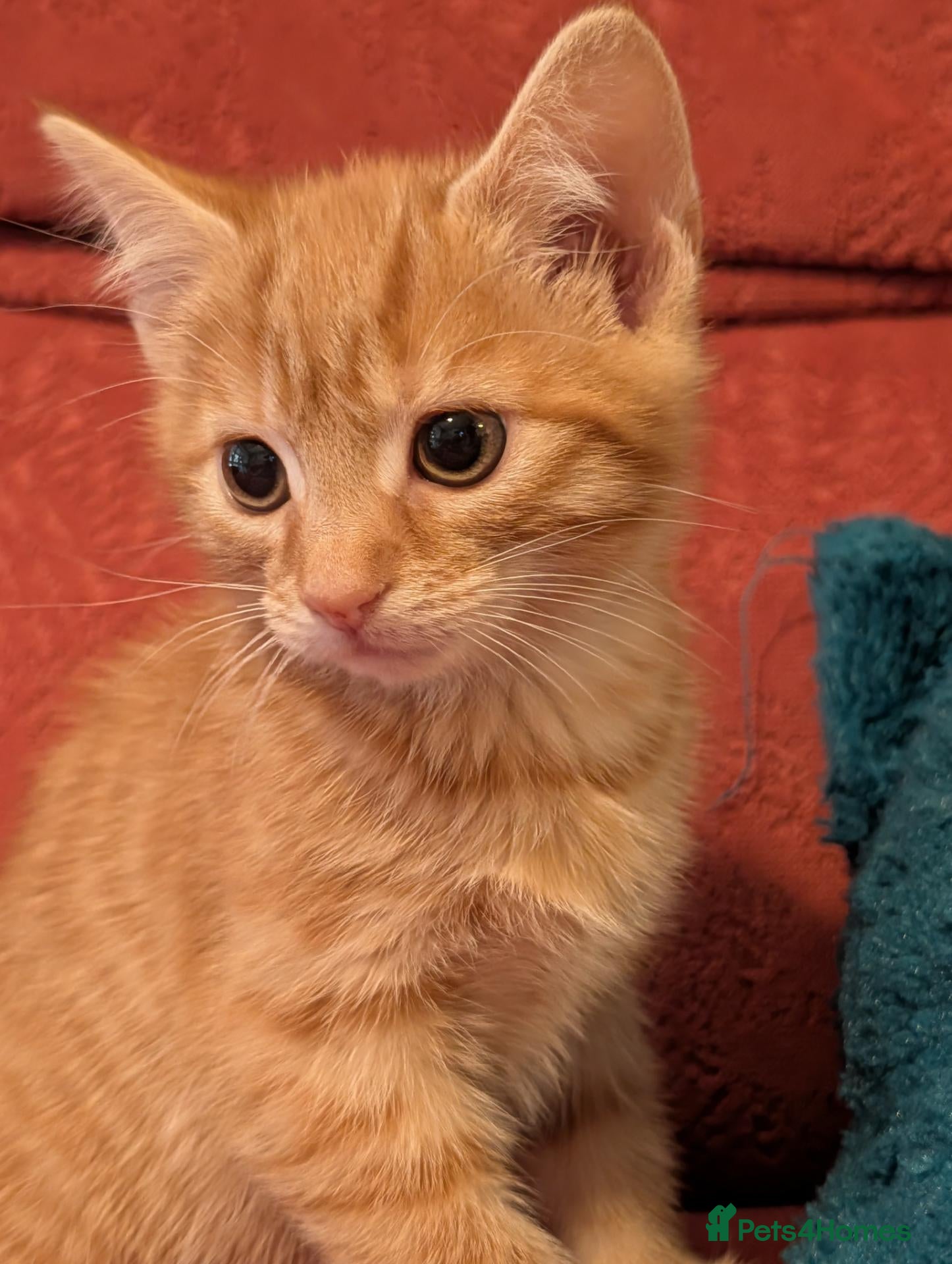 Mixed Breed cats Stunning Ginger Female Tabby Kitten! - Advert 1