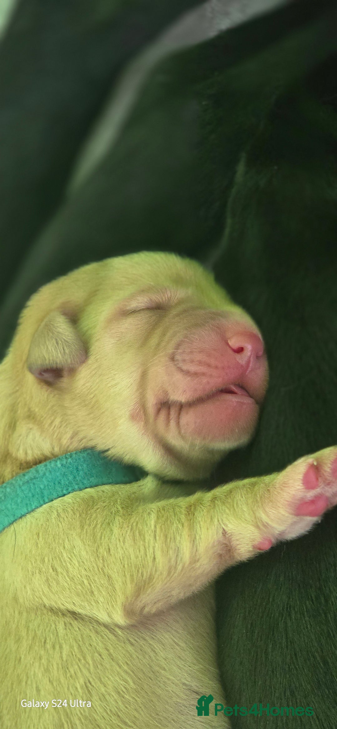 Labrador Retriever dogs for sale: Labrador puppies - Advert 18