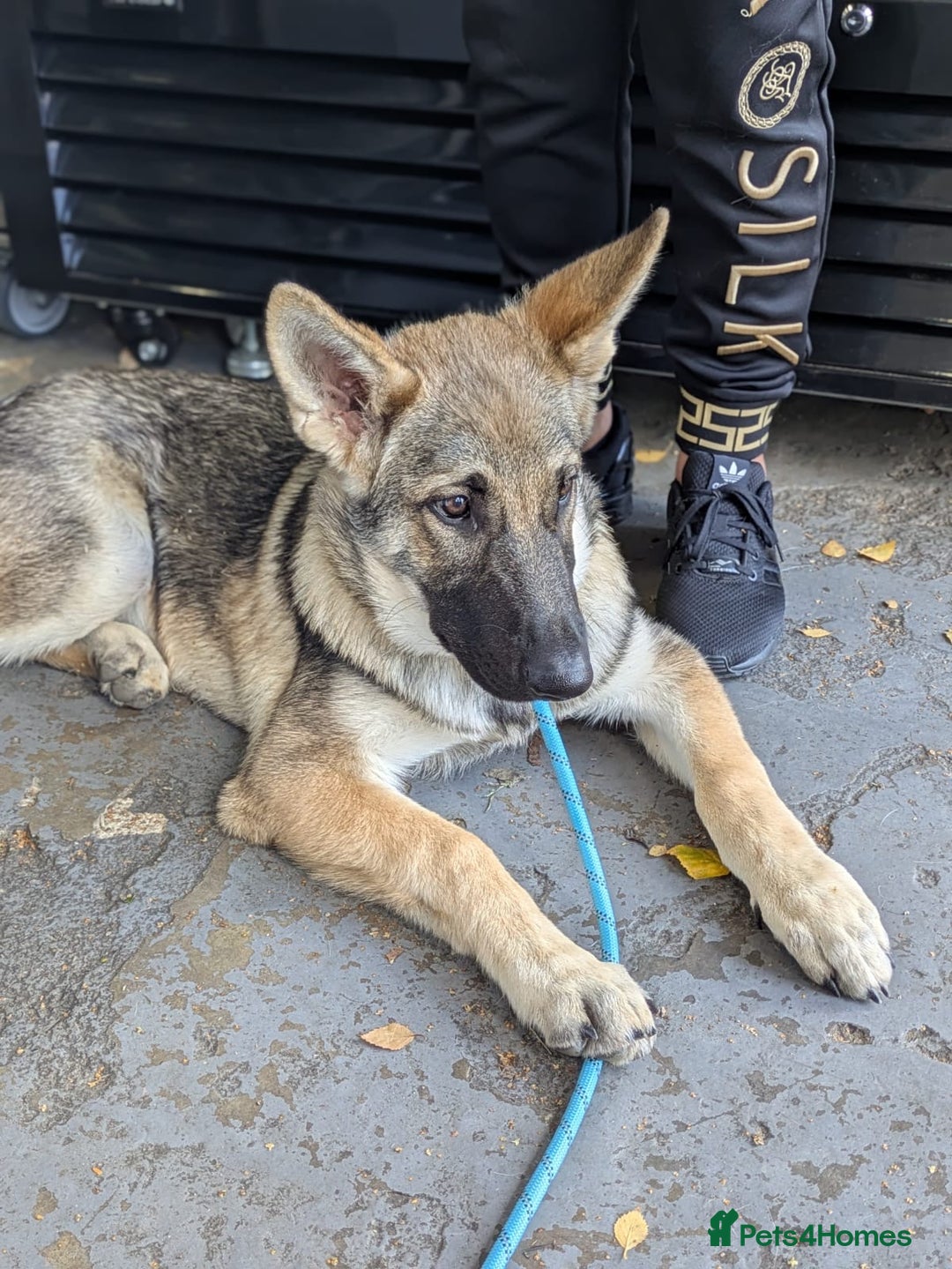 German Shepherd dogs for sale: Storm 7 month old German Shepherd Male - Advert 7