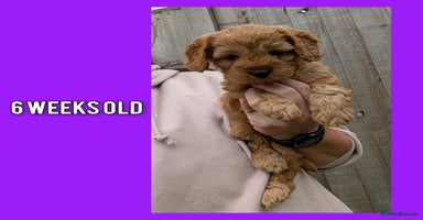 Cockapoo dogs - Advert 10