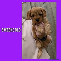 Cockapoo dogs - Advert 2