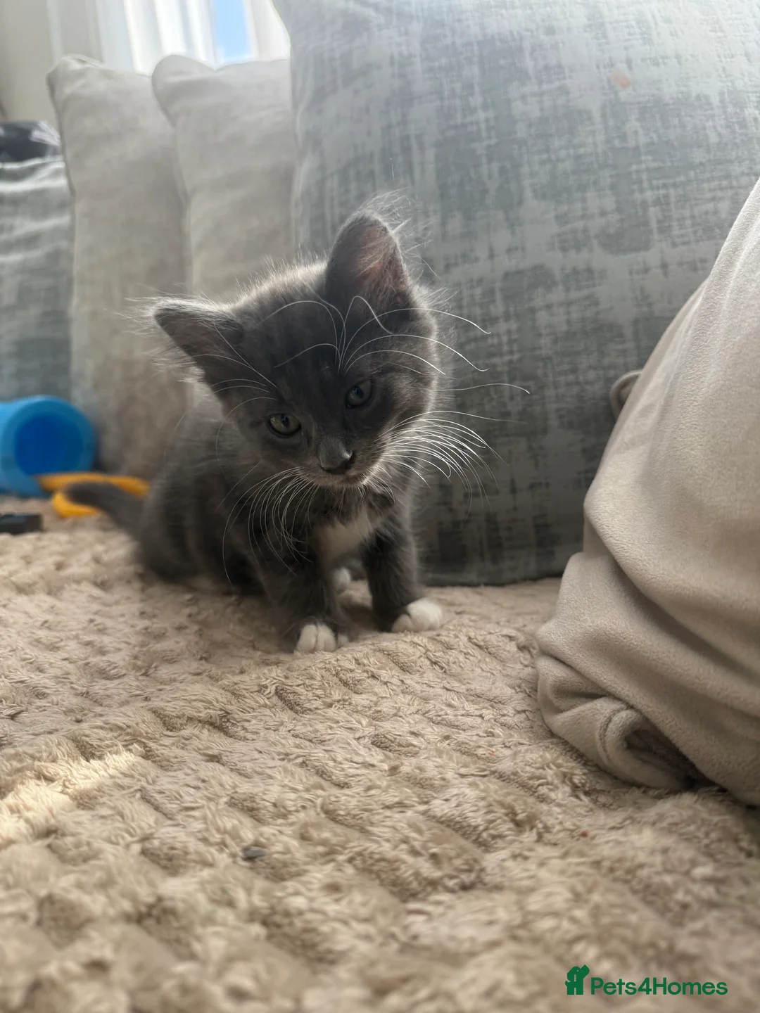 British Shorthair cats for sale: Russian blue / British blue  - Advert 2