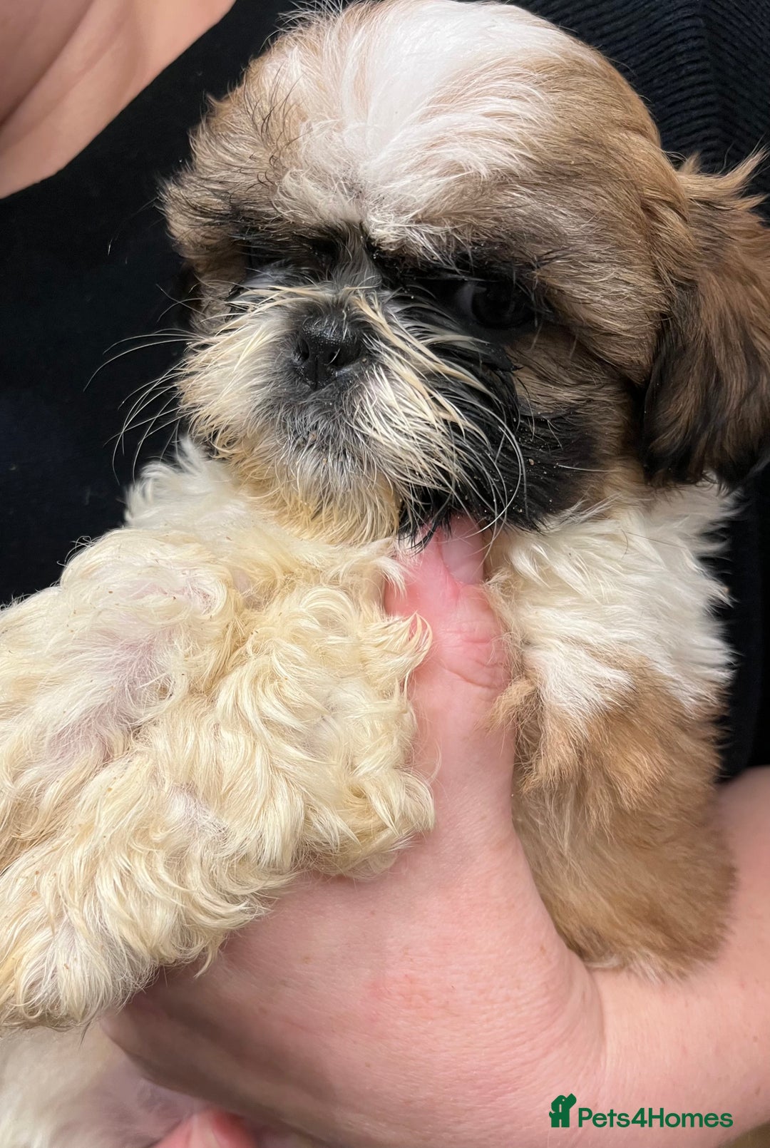 Shih Tzu dogs for sale: Shihtzu puppies  - Advert 11