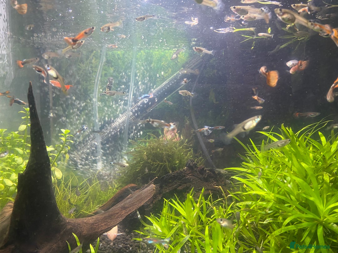 Live Bearers fish for sale: Young guppy fish  - Image 2