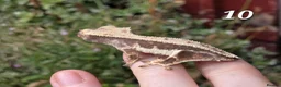 Gecko reptiles for sale: Various crested geckos - Advert 18