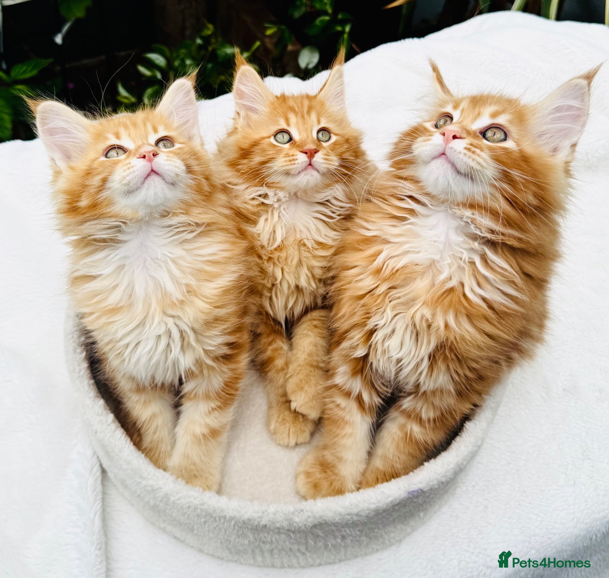 Maine Coon cats Pure breed beautiful main coon kitten  - Advert 1