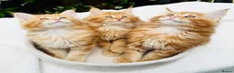 Maine Coon cats for sale: Pure breed beautiful main coon kitten  - Advert 1