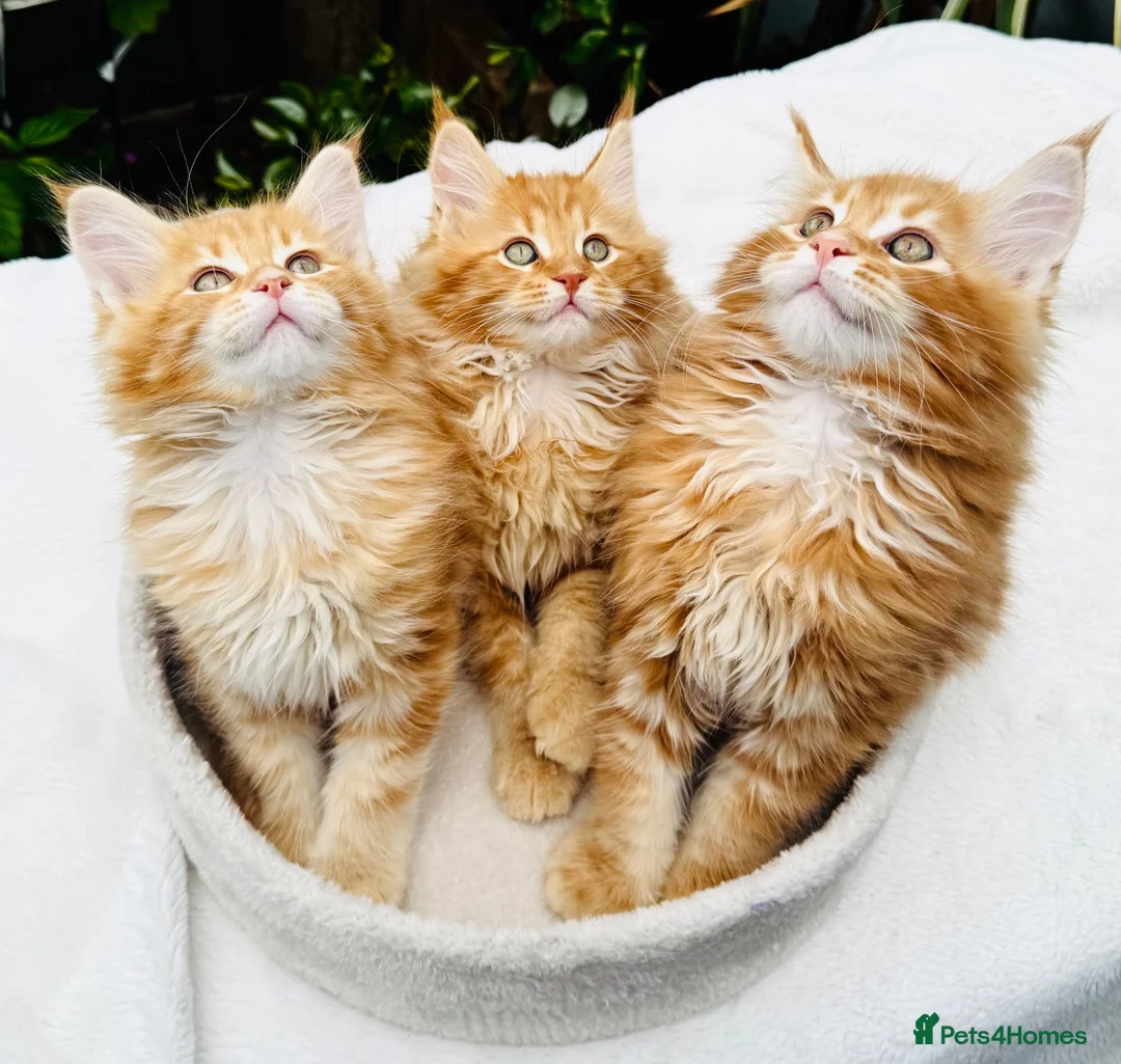 Maine Coon cats for sale: Pure breed beautiful main coon kitten  - Advert 1