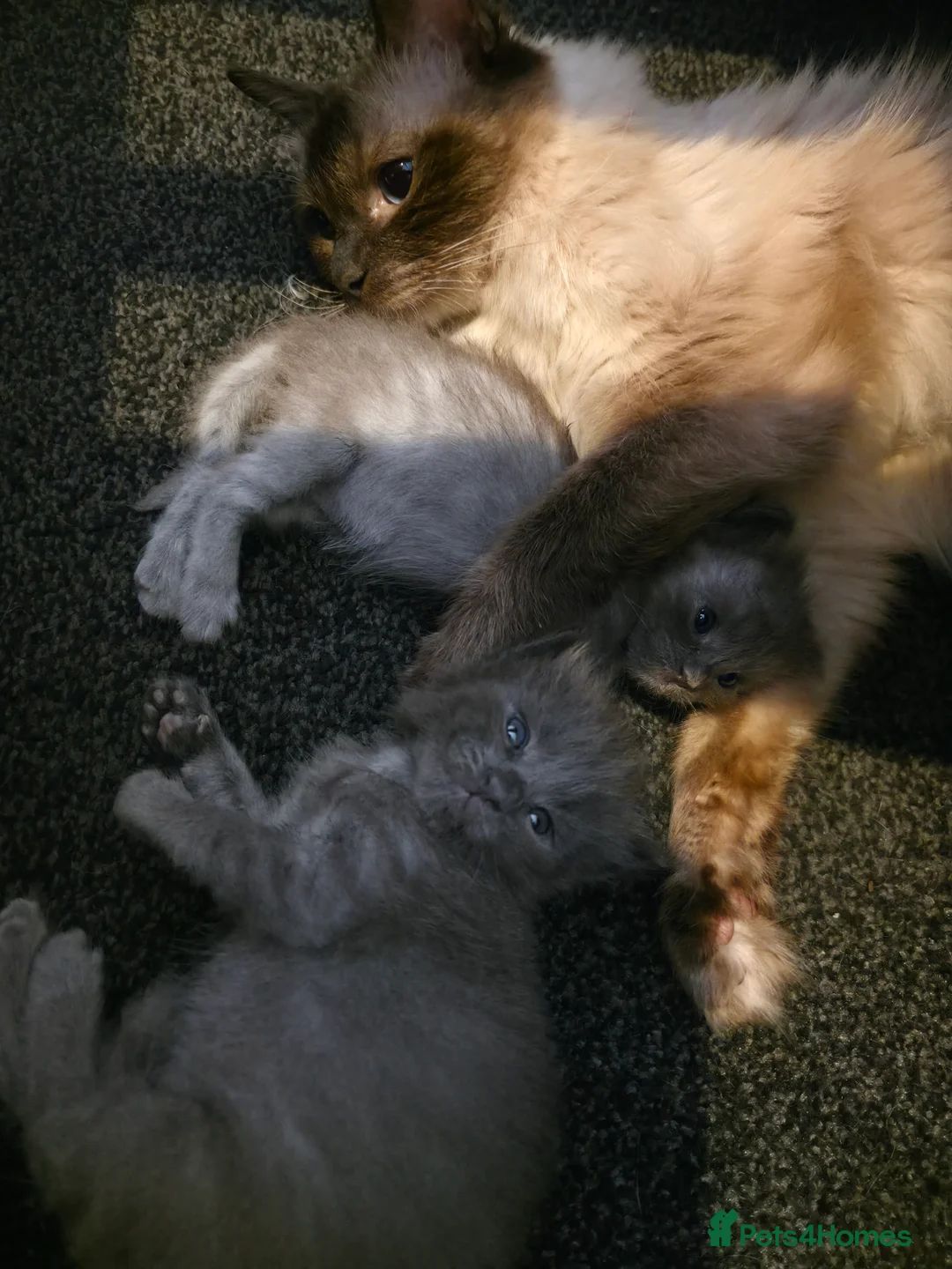 Ragcoon cats for sale: Beautiful smoke blue raccoon/ coon dolls  - Advert 2