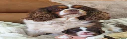 Cavalier King Charles Spaniel dogs for sale: Gorgeous KC Reg Chocolate Tri Boy  in Southampton - Advert 1
