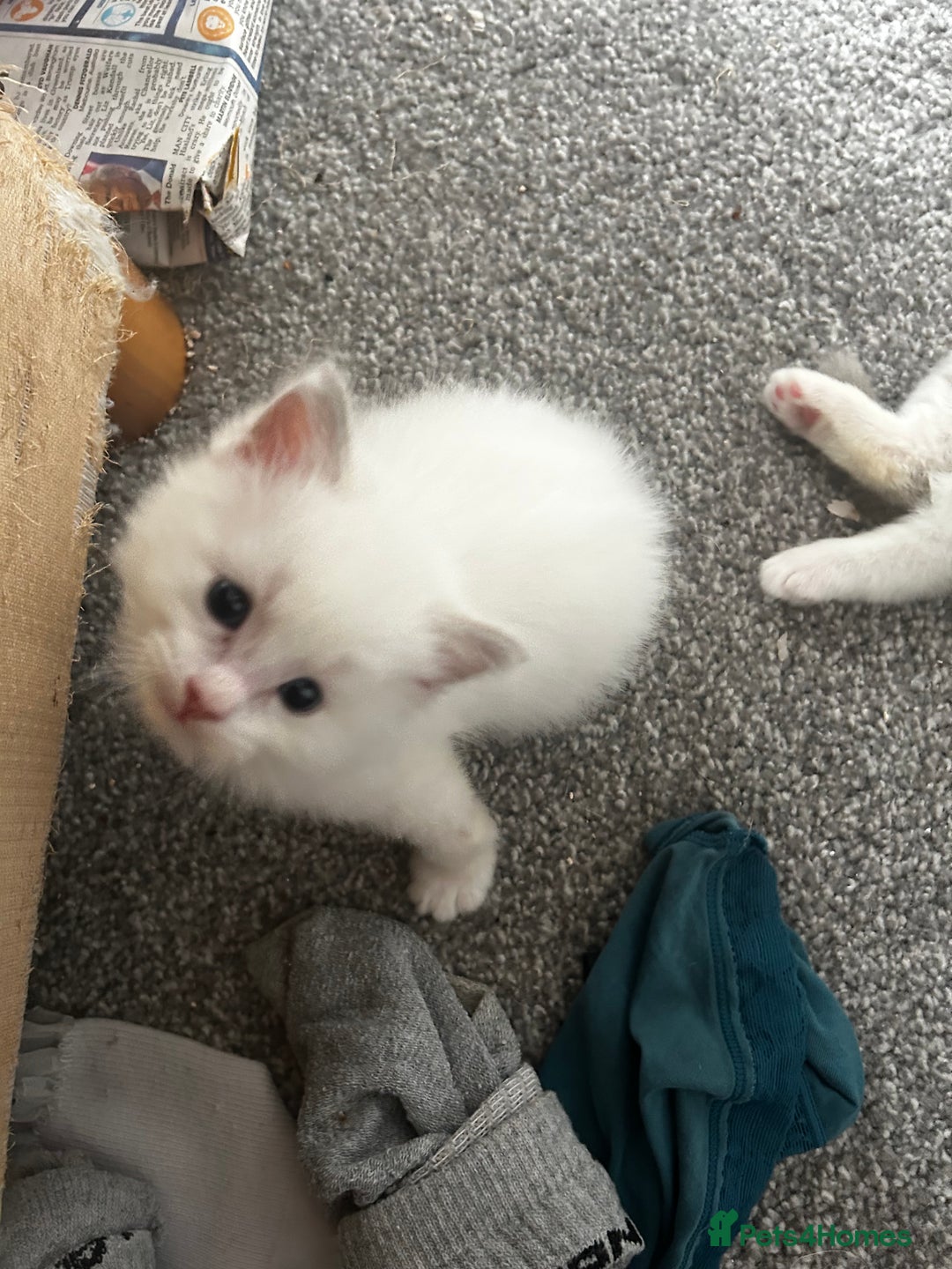 Ragdoll cats for sale: 🌟RAGDOLL KITTENS 🌟 - Image 8