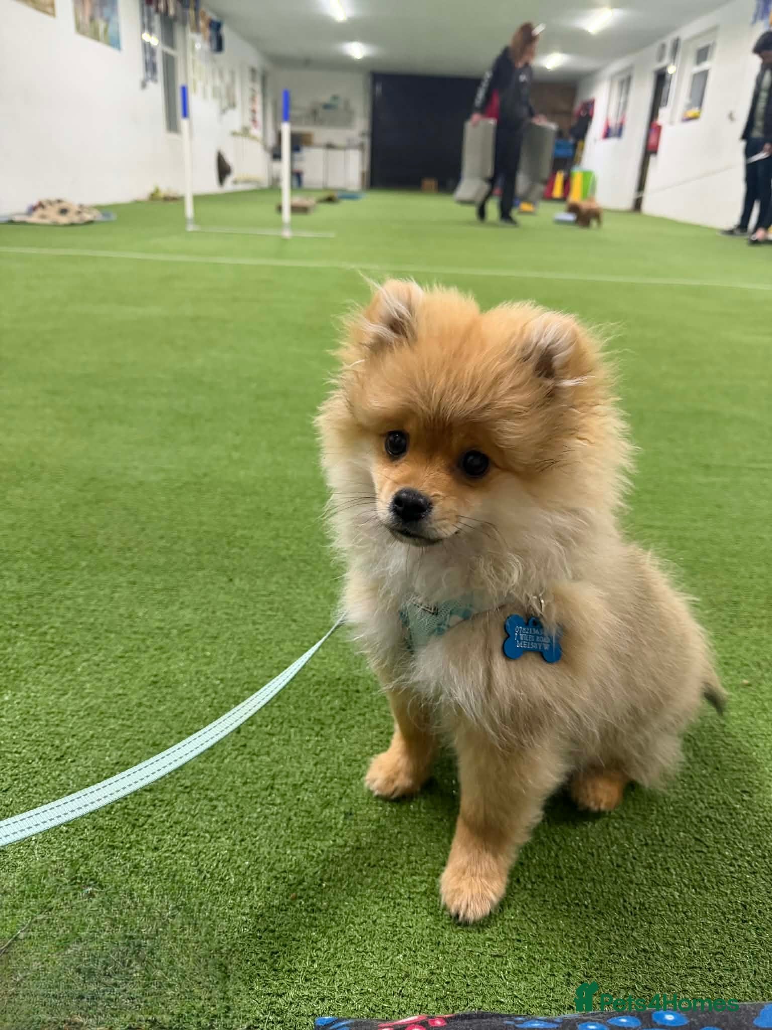 Pomeranian dogs 20 week old male pomeranian  - Advert 2