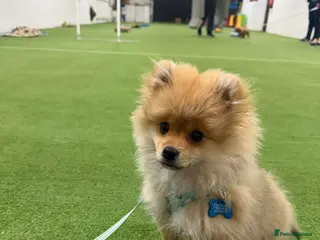 Pomeranian dogs 20 week old male pomeranian - Advert 3