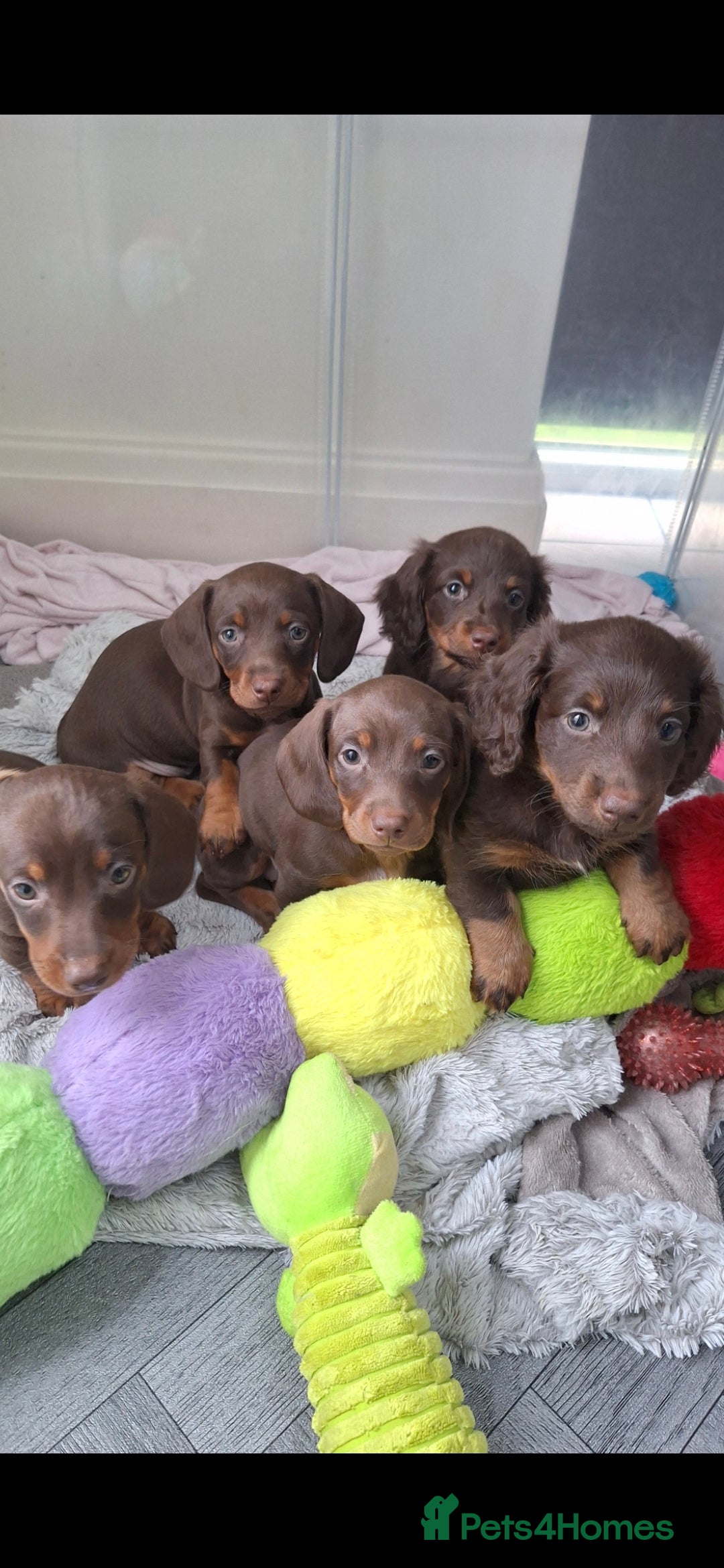 Miniature Dachshund dogs 5 miniature dachshunds - Advert 18