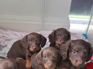 Miniature Dachshund dogs 4 miniature dachshunds - Advert 15
