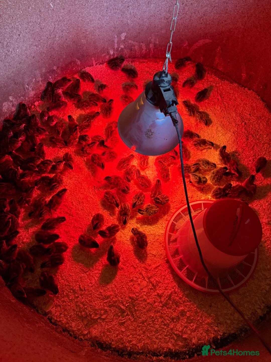 Guinea Fowl poultry for sale: Guaranteed female guinea fowl keets - Advert 2