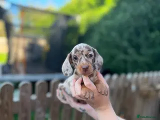 Miniature Dachshund dogs Miniature Dachshund puppies - Advert 4
