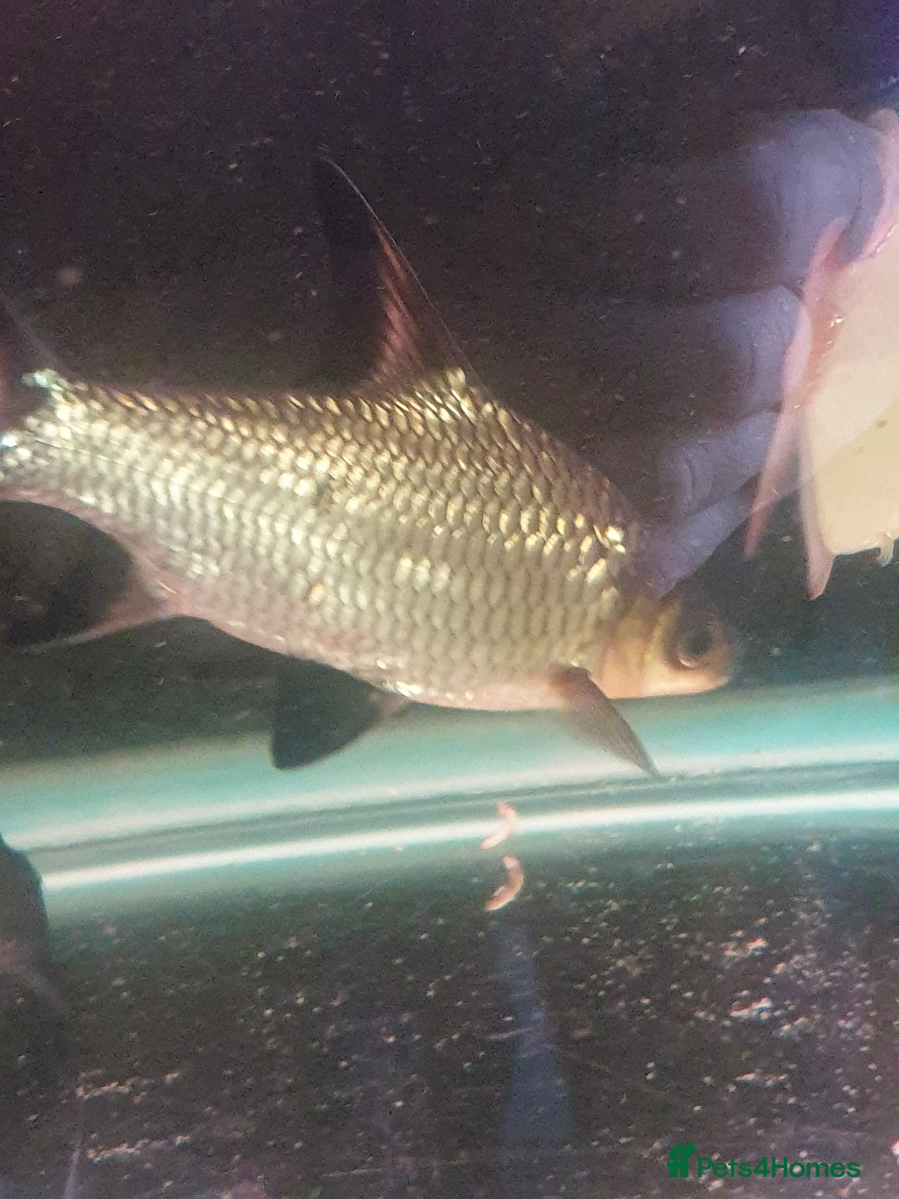 Sharks fish 5 bala sharks and 3 small bala sharks  - Advert 1