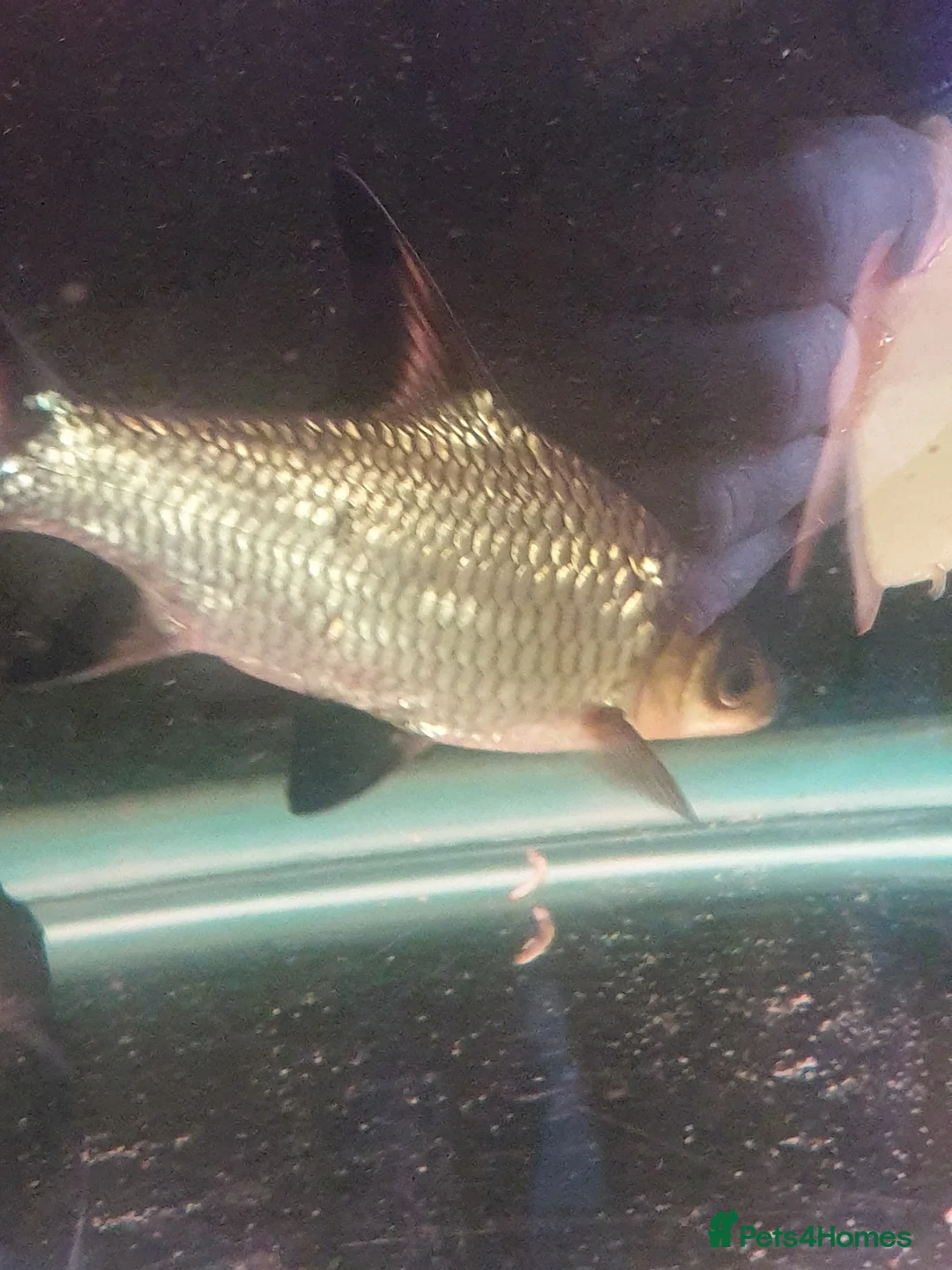 Sharks fish for sale: 5 bala sharks and 3 small bala sharks  - Advert 1