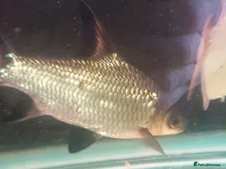 Sharks fish 5 bala sharks and 3 small bala sharks - Advert 1