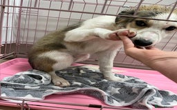Border Collie dogs for sale: 3 border collie pups - Image 4