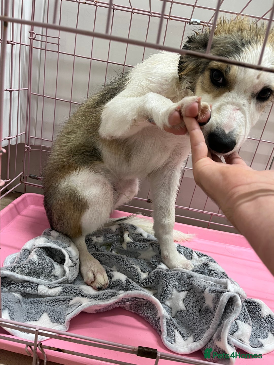 Border Collie dogs for sale: 3 border collie pups - Image 4