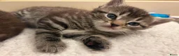 Domestic Shorthair cats for sale: 3 kittens for sale - Advert 13