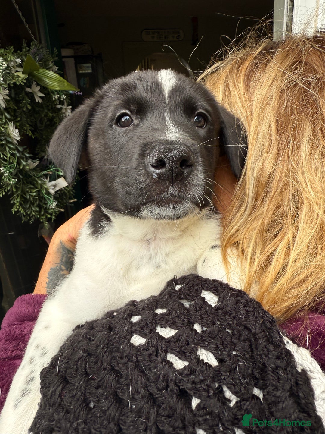 Mixed Breed dogs for sale: Labrakita - Image 10