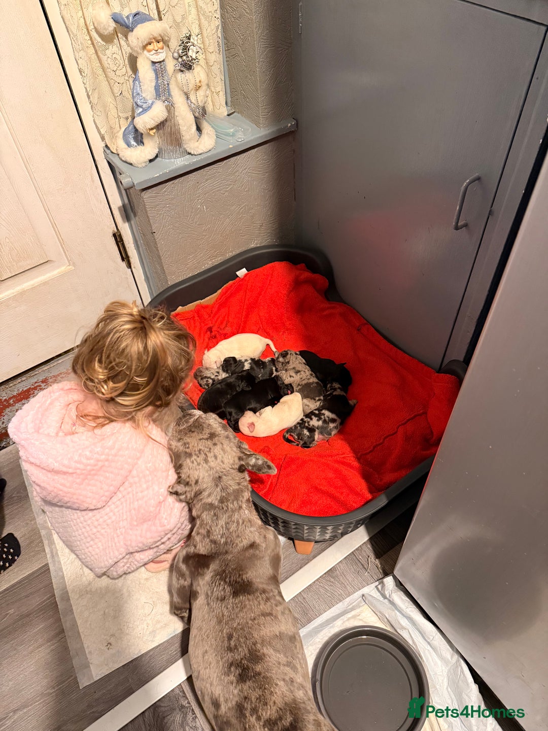 Mixed Breed dogs for sale: Beautiful Frenchie x Labrador puppies  - Advert 1