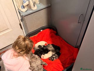 Mixed Breed dogs Beautiful Frenchie x Labrador puppies - Advert 18