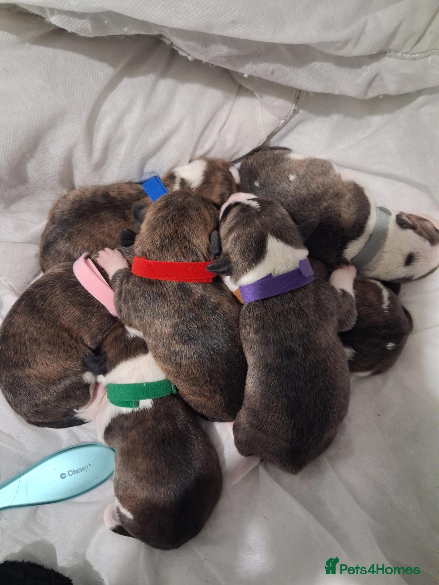 Jack Russell dogs for sale: Jack russell pups - Advert 12