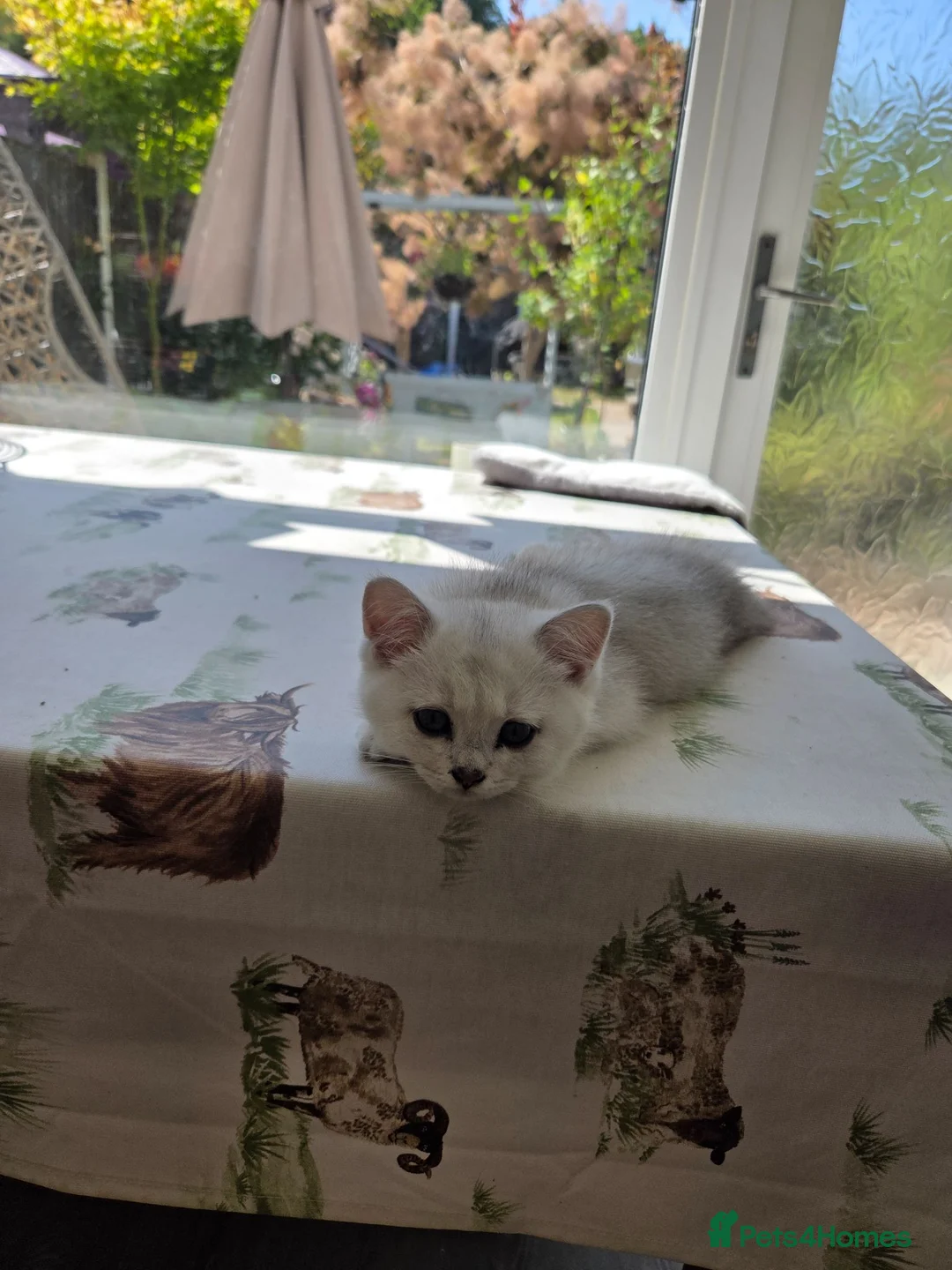 British Shorthair cats for sale: 3 white kittens with blue-green eyes for sale.  - Advert 2