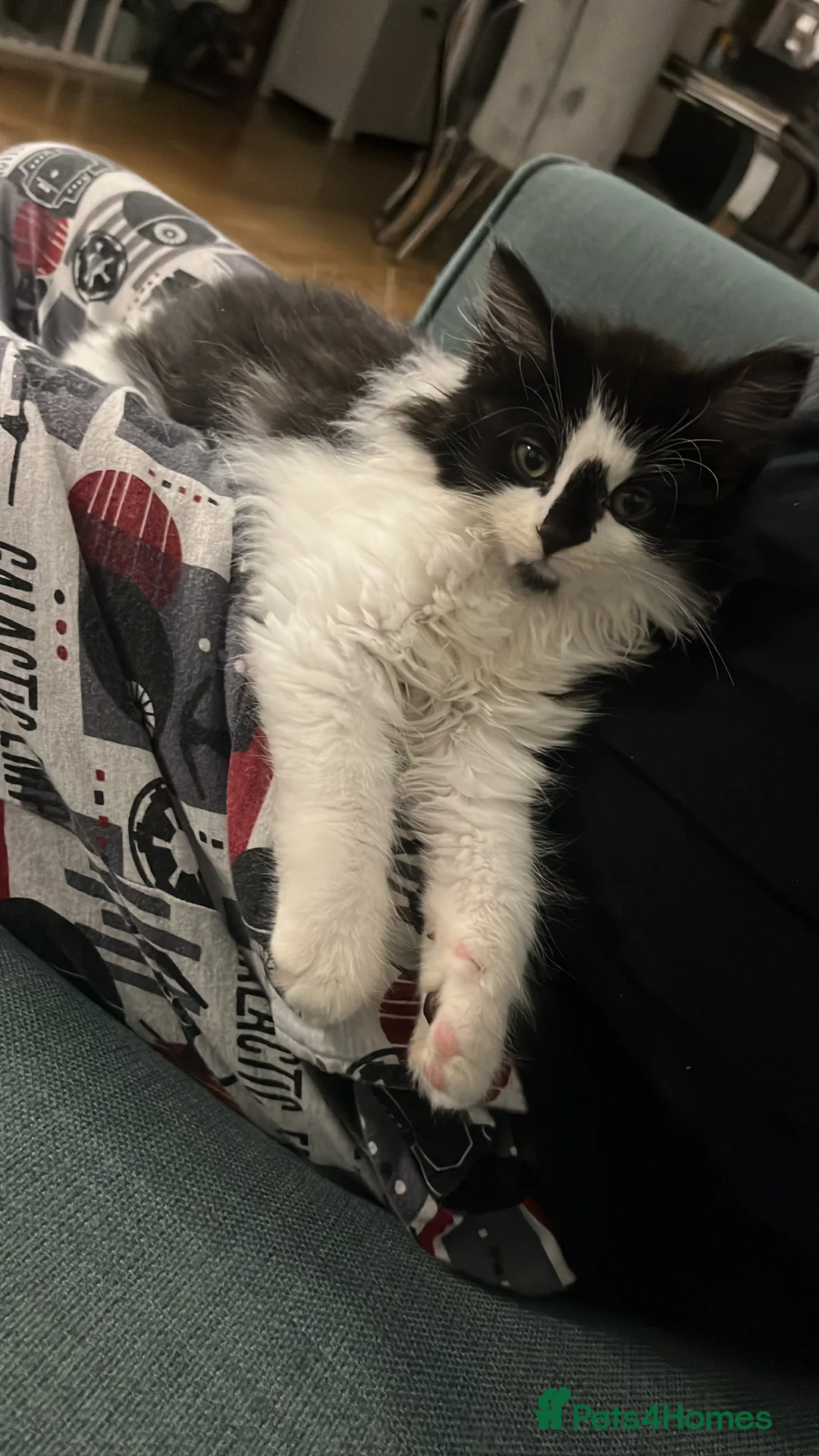 Mixed Breed cats for sale: Male Maine coon cross - Advert 3