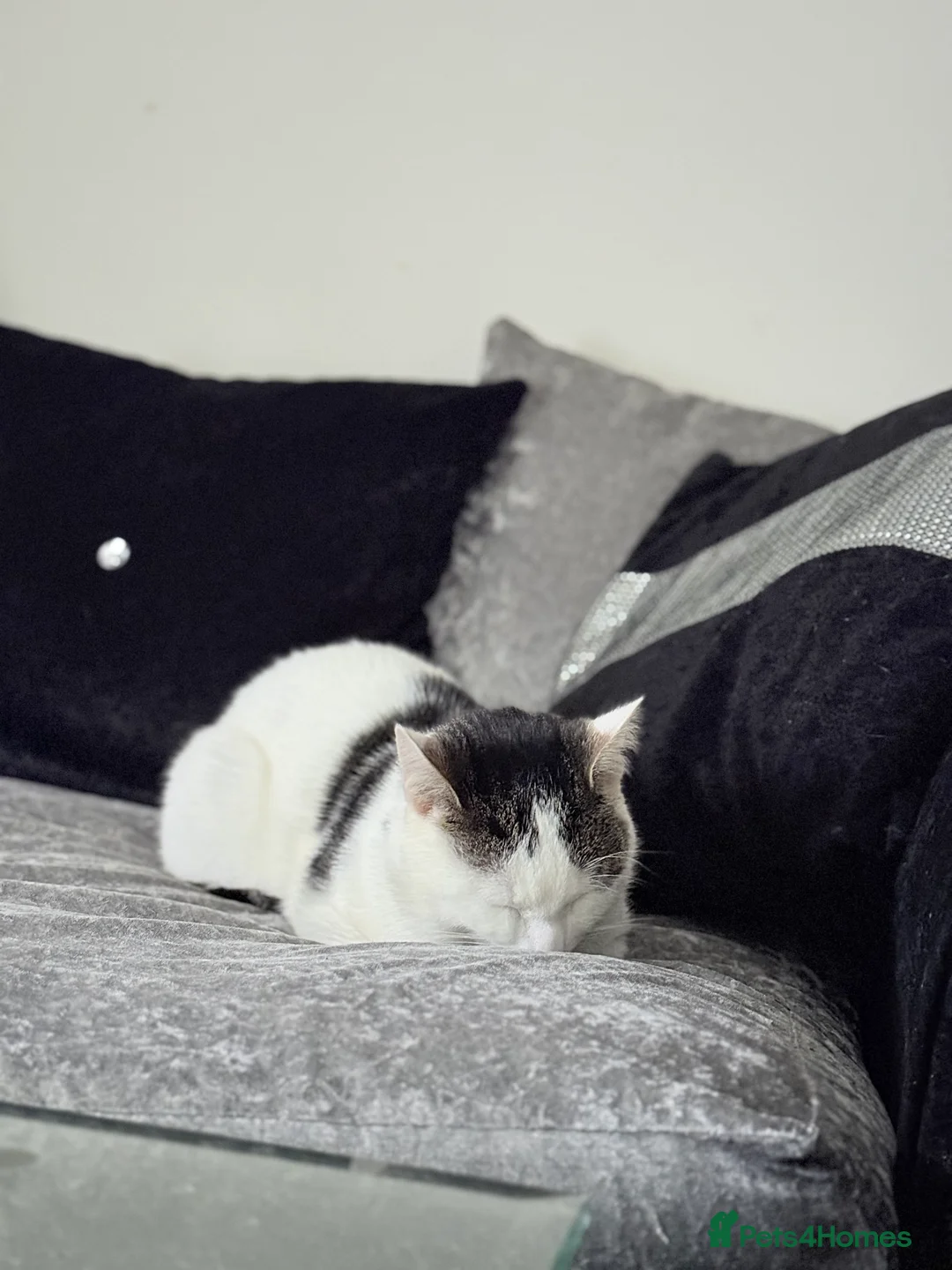 Mixed Breed cats for sale: Male cat for sale - Rehoming to a loving home in Stoke-on-Trent - Advert 4