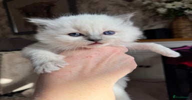 Ragdoll cats - Advert 2