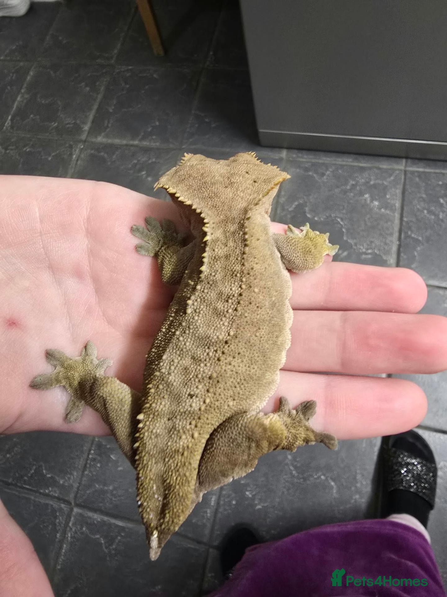 Gecko reptiles for sale: Adult crested geckos various for sale - Advert 1