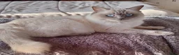 Ragdoll cats for sale: Three beautiful pure bred Ragdoll girls - Advert 6