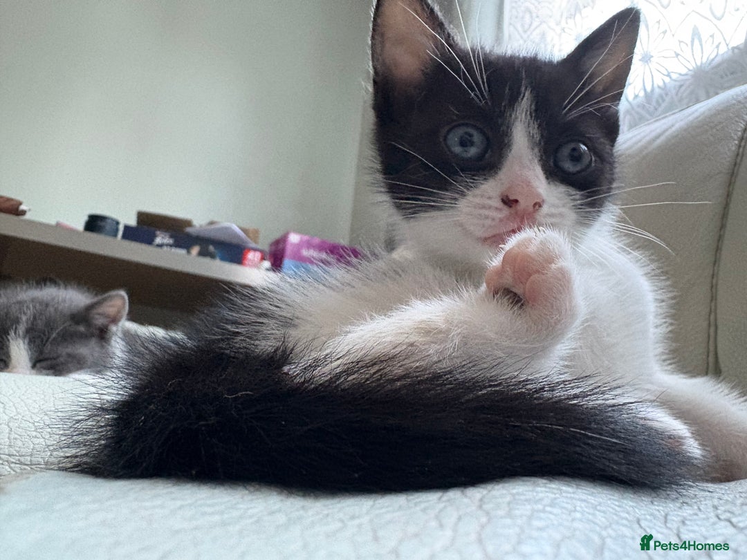 Mixed Breed cats for sale: Kittens for sale - Image 27