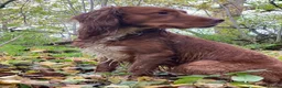 Cocker Spaniel dogs for sale: KC registered Working Cocker Spaniels - Advert 5