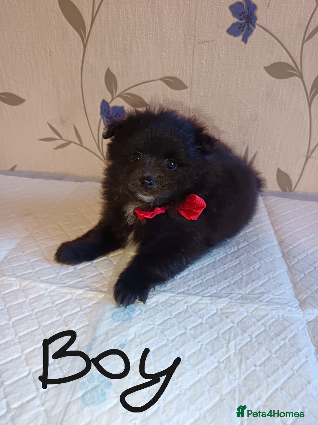 Pomeranian dogs for sale: Barnsley  - Advert 14
