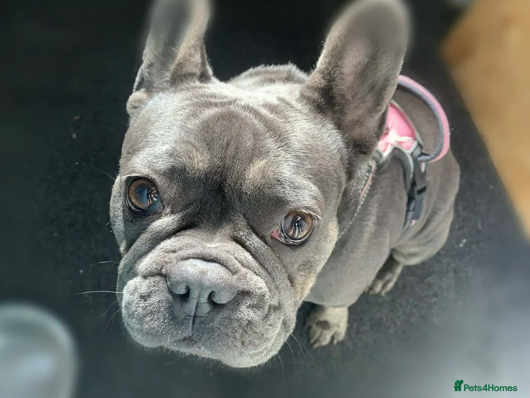 French Bulldog dogs for sale: French bulldog  in Rotherham - Advert 1