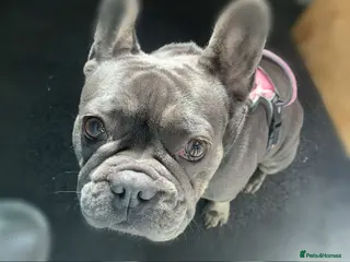 French Bulldog dogs French bulldog - Advert 1