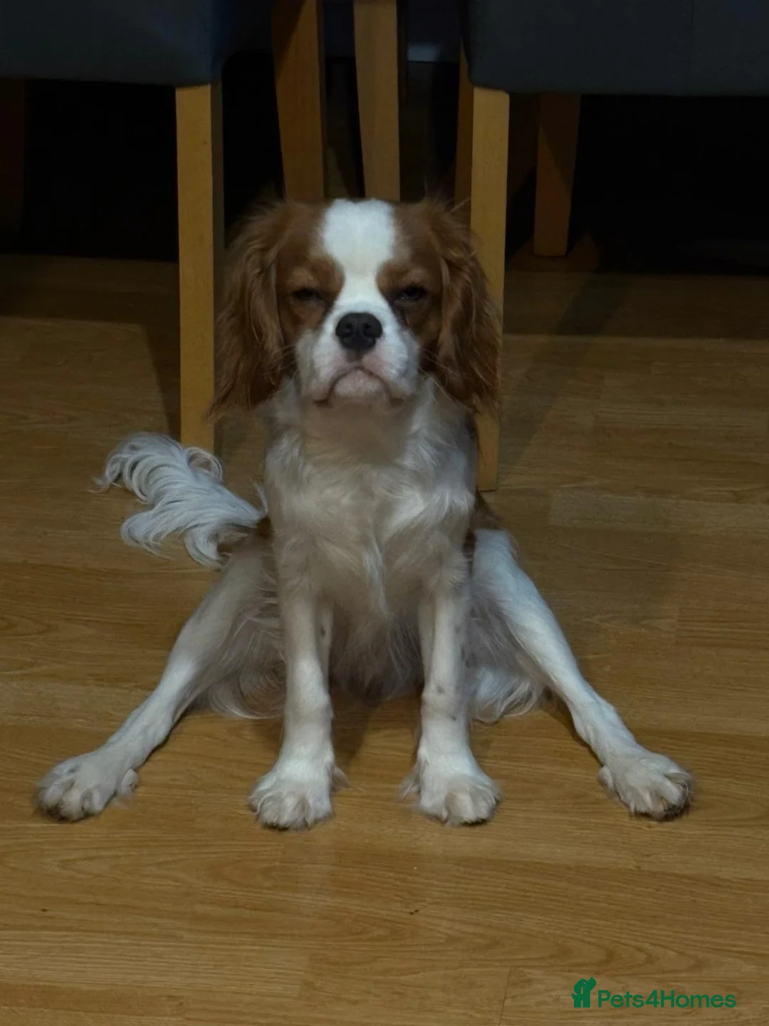 Cavalier King Charles Spaniel dogs for stud: Cavalier King Charles Spaniel available for Stud - Advert 12